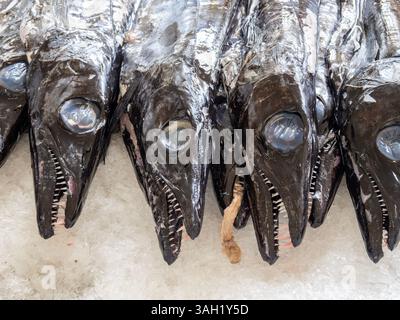 Schwarzbardenfisch, Aphanopus carbo auf einem Fischstand auf dem Bauernmarkt in Funchal auf Madeira. Stockfoto