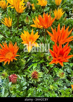 Schöne Gazania oder Schatzblumen in voller Blüte. Perfekt für Blumen- und botanische Themen. Gartenkonzept. Stockfoto
