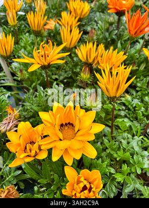 Schöne Gazania oder Schatzblumen in voller Blüte. Perfekt für Blumen- und botanische Themen. Gartenkonzept. Stockfoto