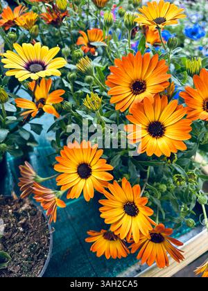 Wunderschöne Osteospermum- oder afrikanische Gänseblümchen-Blüten in voller Blüte wachsen in der Pflanzenzüchtung. Perfekt für Blumen- und botanische Themen. Gartenidee. Stockfoto