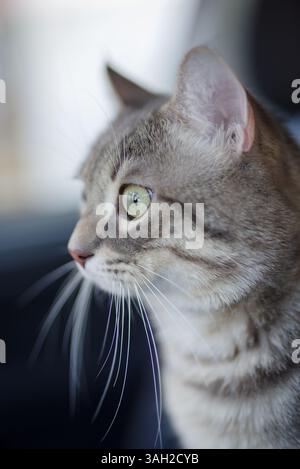 Nahaufnahme-Porträt einer Tabbykatze Stockfoto