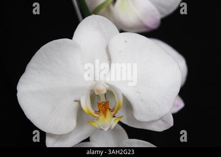 Wunderschöne Orchideenblumen in Depok Indonesien. Stockfoto