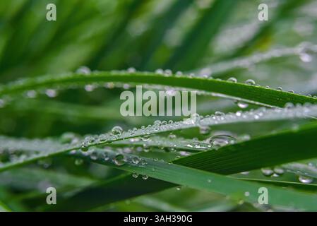 Makro. Hintergrund, Wassertropfen auf dem grünen Gras Stockfoto