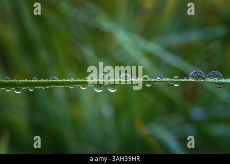 Grasblatt horizontal mit farbigen Tropfen, unscharfer natürlicher Hintergrund Stockfoto