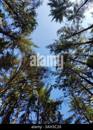 Ein Blick nach oben durch einen Kreis von hoch aufragenden Nadelbäumen, mit Baumspitzen, die einen klaren blauen Himmel umrahmen. Ein inspirierender Blick auf die Natur oben. Stockfoto