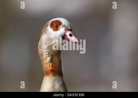 Porträt der ägyptischen Gans (Alopochen aegyptiaca) in der Seitenansicht Stockfoto