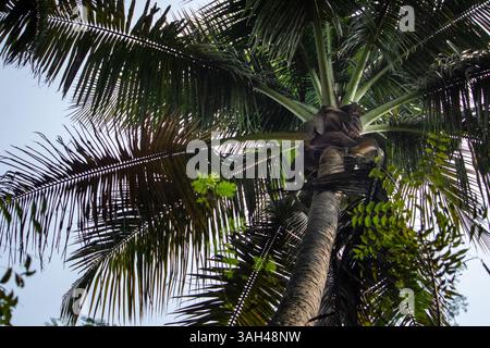 Eine üppige Palme, von unten gesehen, die ihr weitläufiges Baldachin vor dem blauen Himmel zeigt. Das Bild betont tropische Landschaften, Ruhe und n Stockfoto