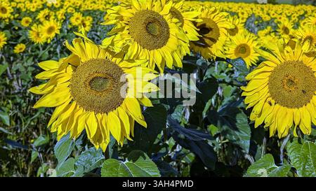 Nahaufnahme von blühenden Sonnenblumen auf einem Feld Stockfoto