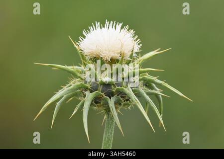 Silybum marianum, Heilige Distel, Mariendistel. Stockfoto