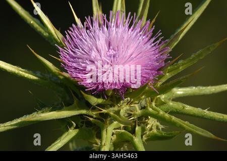 Silybum marianum, Heilige Distel, Mariendistel. Stockfoto