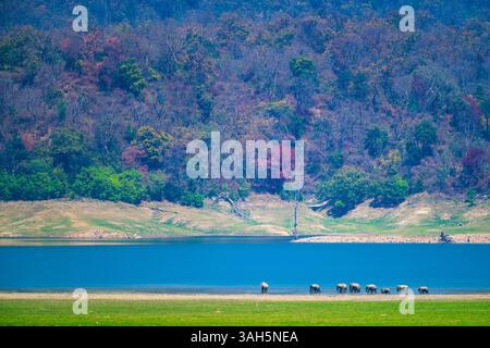 Malerische Landschaft des Corbett National Park mit Fluss, Grasland, buntem Laub und einer Herde wilder Elefanten, die sich dem Wasser nähern Stockfoto