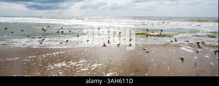14. Mai 2015 - den Burg, Texel, Niederlande, Niederlande - Vögel an der Nordseite der niederländischen Insel Texel (Bild: © Ton Koene/ZUMA Wire) Stockfoto