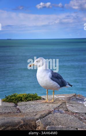 Die Europäische Heringsmöwe (Larus argentatus) ist eine große Möwenart, die an den nördlichen und westlichen Küsten Europas verbreitet ist. Stockfoto