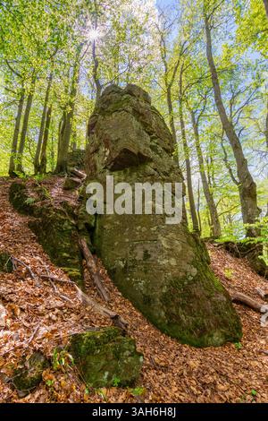 Wald Natur im Sommer. Üppiges Baldachin. Laubbaum im grünen Laub. Umwelthintergrund von Buchenwäldern mit Ast unter Himmel. Auf dem hil Stockfoto