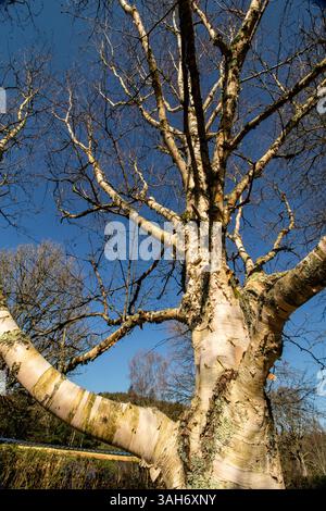 Naturbelassene Astmuster halbabstrakt von Betula Ermanii „Grayswood Hill“ im Frühlingssonnenschein vor blauem Himmel. Glätte, Struktur, Oberfläche, Fett Stockfoto