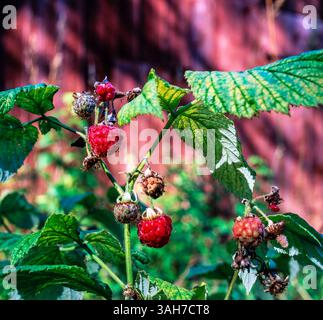 Rote Himbeere Stockfoto