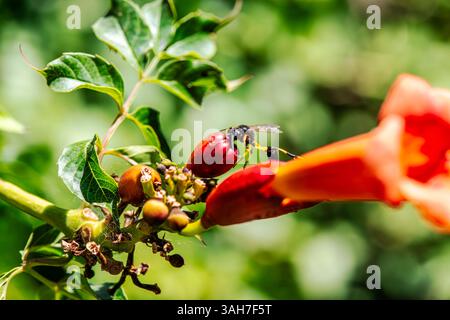 Ein detailliertes Makrobild, das genau den Moment feststellt, in dem eine Honigbiene auf den leuchtenden Blütenblättern einer Trompetenrebe landet, wobei die Flügel, Beine und f der Biene hervorgehoben werden Stockfoto