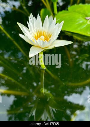 Nahaufnahme einer atemberaubenden weißen Seerose in voller Blüte, die sich auf der Wasseroberfläche spiegelt. Nymphaea White Colorata. Stockfoto