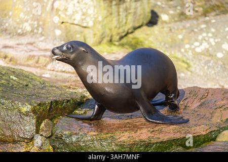Kalifornische Seelöwe Stockfoto