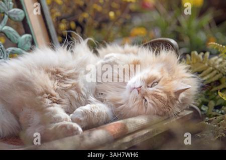 Deutsche Langhaartomkatze Stockfoto