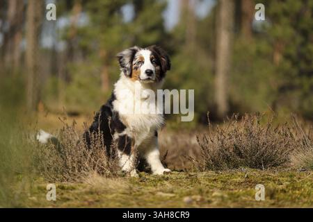 Australian Shepherd Stockfoto