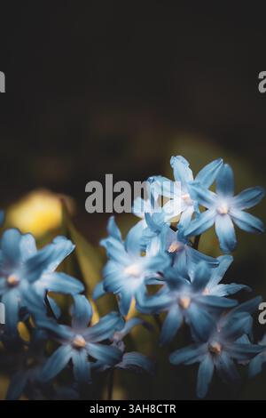 Frühlingsblau blühende Birne Sibirischer Squill (Scilla Siberica) aka Russian Bluebell blüht in einem geschützten Blumenbeet, England Großbritannien Stockfoto