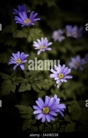 Griechische Windblume (Anemone Blanda) Gänseblümchen wie Blumen in Purple Blue Shades, die im Frühjahr blühen, England Großbritannien Stockfoto