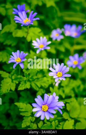 Griechische Windblume (Anemone Blanda) Gänseblümchen wie Blumen in Purple Blue Shades, die im Frühjahr blühen, England Großbritannien Stockfoto