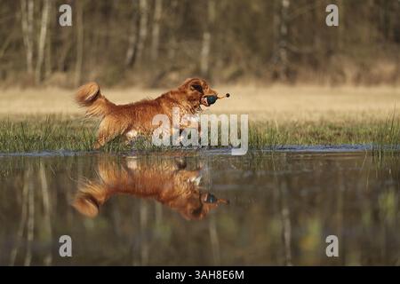 Nova Scotia Duck Tolling Retriever Stockfoto