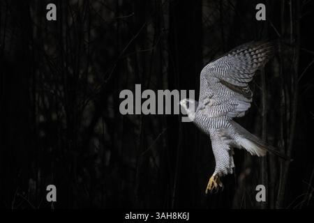 Ein männlicher Goshawk (Accipiter gentilis) fliegt im dunklen Wald. Foto der Tierwelt. Stockfoto