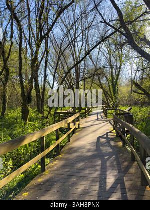 Holzweg schlängelt sich durch üppig grüne Bäume, verflecktes Sonnenlicht wirft Schatten. Stockfoto