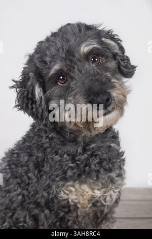 Großpudel Stockfoto