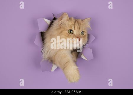 Deutsche Langhaartomkatze Stockfoto