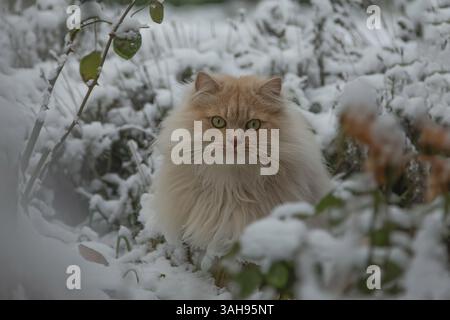 Deutsche Langhaartomkatze Stockfoto