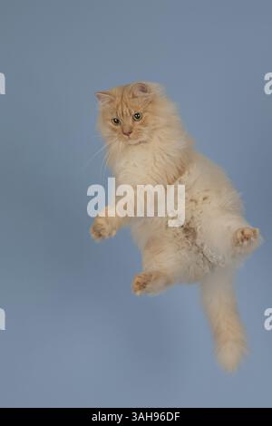 Deutsche Langhaartomkatze Stockfoto