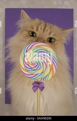 Deutsche Langhaartomkatze Stockfoto