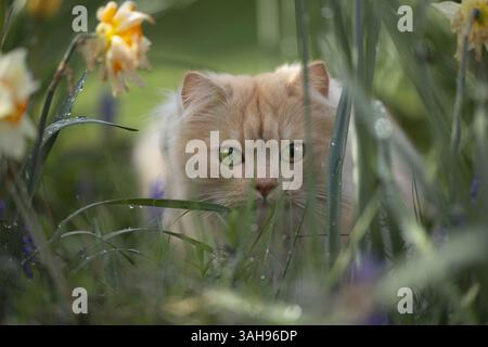 Deutsche Langhaartomkatze Stockfoto