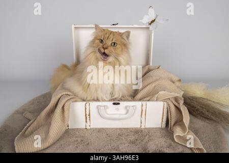 Deutsche Langhaartomkatze Stockfoto
