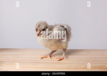 Porträt eines Küken des Osterfrühlings auf weißem Hintergrund, das auf natürlichem Holz steht Stockfoto