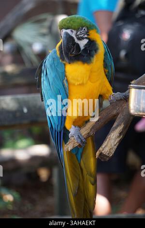 Vertikale Nahaufnahme eines hübschen Aras, eines exotischen Papageiens mit bunten gelben und blauen Federn, der auf einem Baumzweig sitzt. Stockfoto