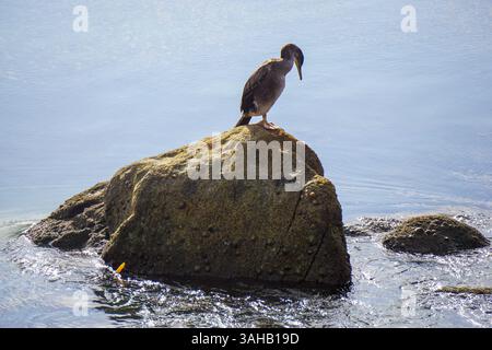Nahaufnahme eines europäischen Shag (Phalacrocorax aristotelis) auf einem Küstenfelsen in Galicien, Spanien Stockfoto
