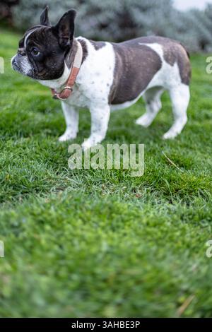 Eine entzückende französische Bulldogge, die auf frischem Gras in einem sonnendurchfluteten Garten steht und eine ruhige und friedliche Atmosphäre schafft, die die natürliche Schönheit und den Charme der Natur zeigt Stockfoto