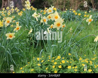 Eine Menge fröhlicher Narzissen und gelber Holzanemonen auf dem Gelände des RHS-Partnergartens Chippenham Park. Stockfoto