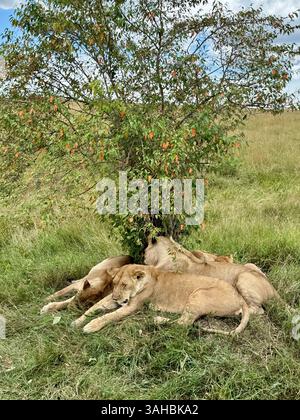 Löwen in Maasai Mara Kenia Stockfoto