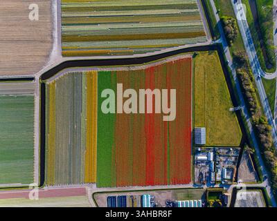 Aus der Vogelperspektive pulsierende Tulpenfelder in voller Blüte mit farbenfrohen Blumenreihen in einer ländlichen Landschaft, mit nahe gelegenen Straßen, Farmen und einem weit entfernten t t Stockfoto