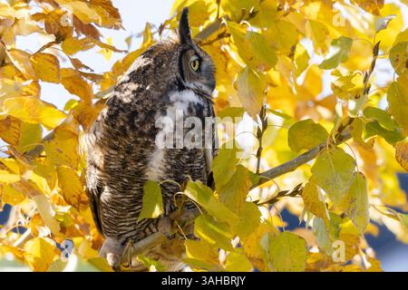 Eine Nahaufnahme einer großen Horneule mit großen, hellgelben Augen, die auf einem Baum sitzen, umgeben von Herbstblättern Stockfoto