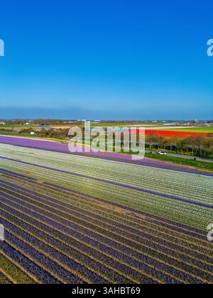 Aus der Vogelperspektive pulsierende Tulpenfelder in voller Blüte mit farbenfrohen Blumenreihen in einer ländlichen Landschaft, mit nahe gelegenen Straßen, Farmen und einem weit entfernten t t Stockfoto
