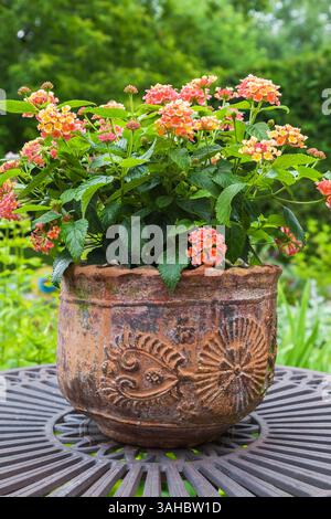 Lantana Camara – Strauchverbene in braun und Terrakotta-Keramik-Behälter auf dem gusseisernen Metall-Bistrotisch im Garten im Sommer. Stockfoto