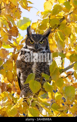 Eine Nahaufnahme einer großen Horneule mit großen, hellgelben Augen, die auf einem Baum sitzen, umgeben von Herbstblättern Stockfoto