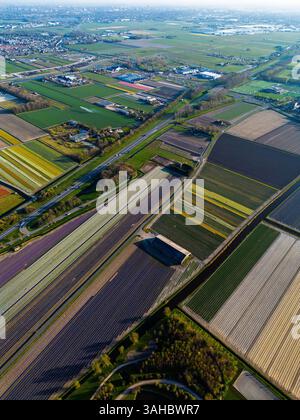 Aus der Vogelperspektive pulsierende Tulpenfelder in voller Blüte mit farbenfrohen Blumenreihen in einer ländlichen Landschaft, mit nahe gelegenen Straßen, Farmen und einem weit entfernten t t Stockfoto